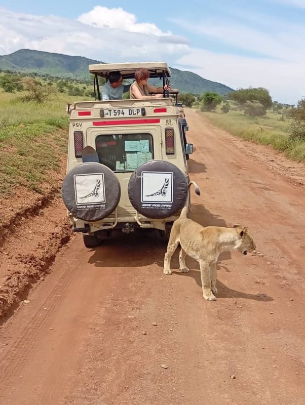 Lion cub on the road behind a branded safari vehicle