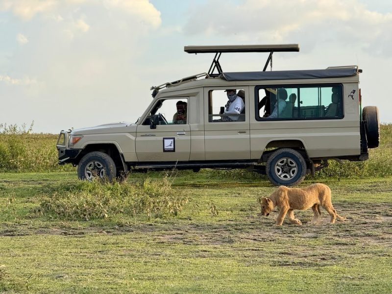 Lion cub walking past a parked safari vehicle