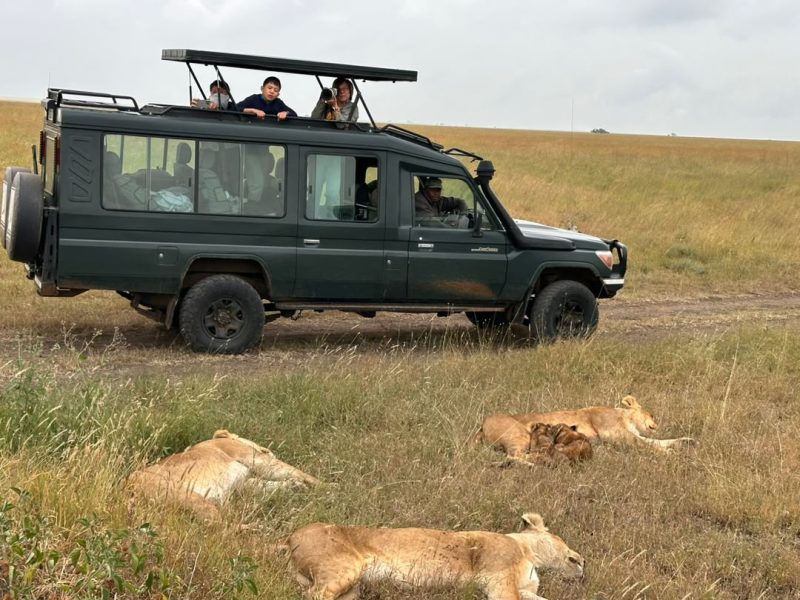 Lion cubs resting in the grass beside a green safari vehicle