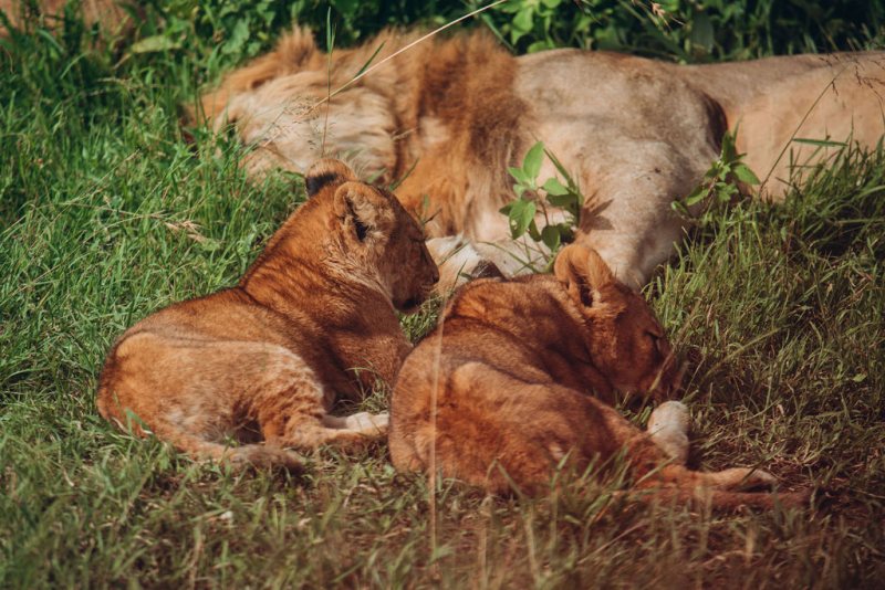Lion cubs nestled against the adults of the pride