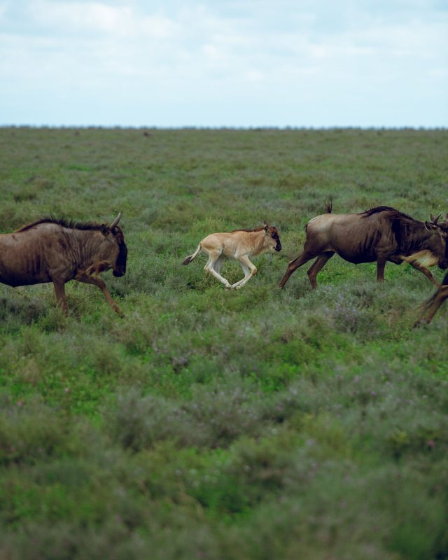 Lion moving between wildebeest in long grass