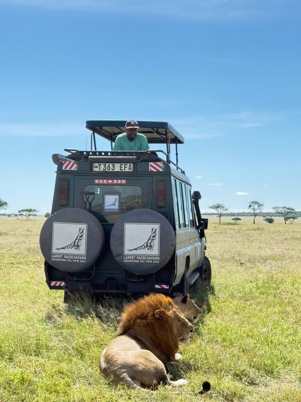 Guide watching a male lion from the open roof hatch of a safari vehicle