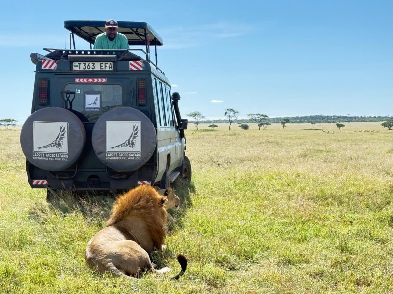 Male lion beside a safari vehicle on acacia-dotted plains