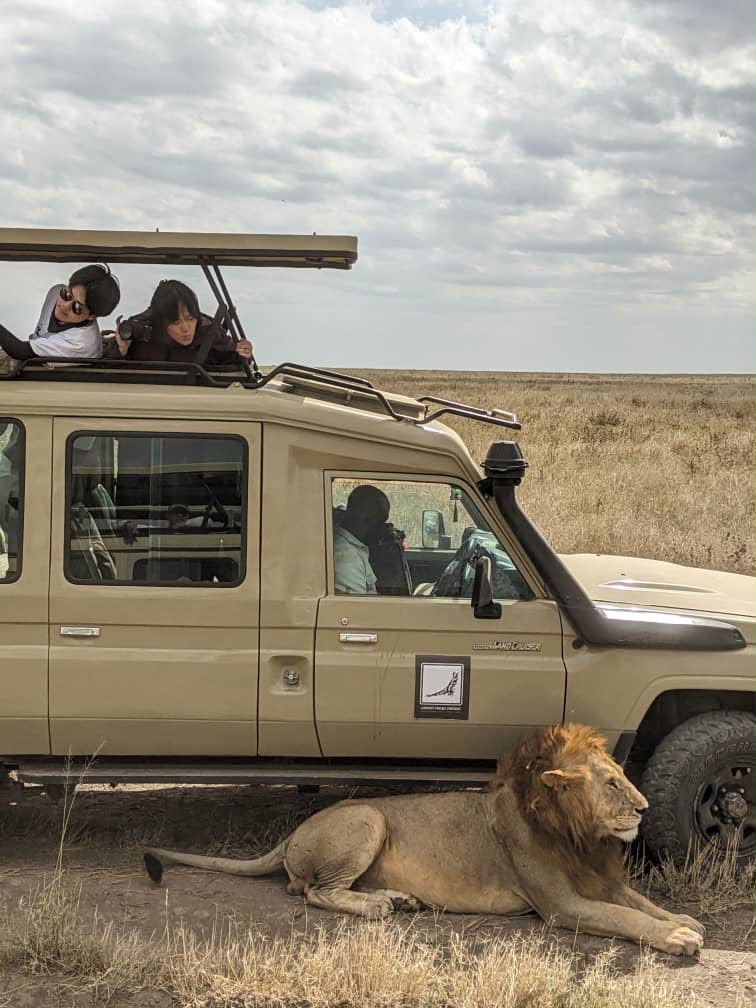 Male lion resting beside a safari vehicle carrying guests