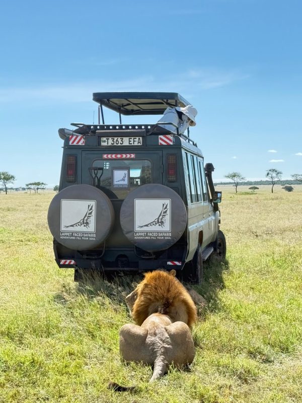 Male lion resting in the grass beside a Lappet Faced Safaris safari vehicle