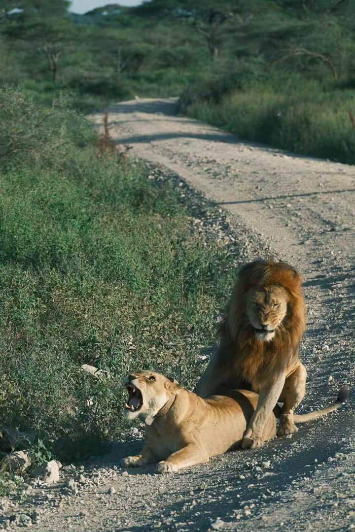 Male lion beside a snarling lioness on a rocky track