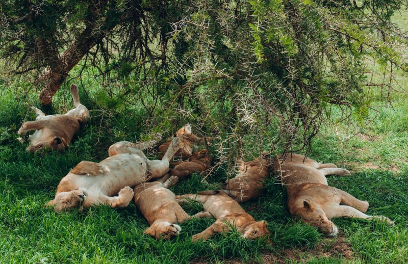 Lion pride sprawled asleep in the shade of a tree