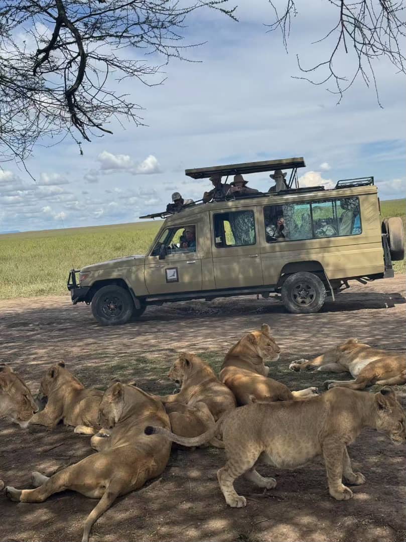 Lion pride gathered on the ground beside a safari vehicle