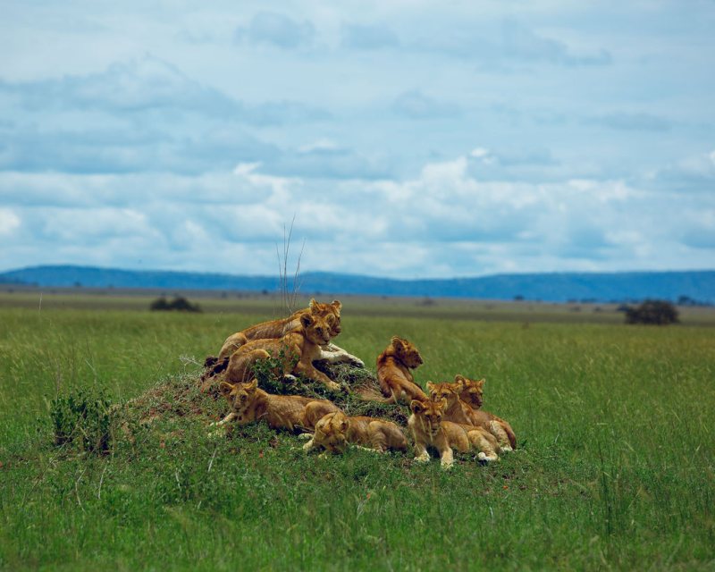 Lion pride gathered together on a grassy mound