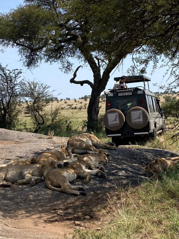 Lion pride resting on a rock outcrop beside a safari vehicle