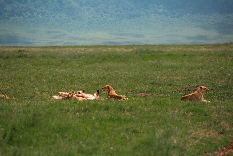 Lion pride resting on the open green floor of the crater