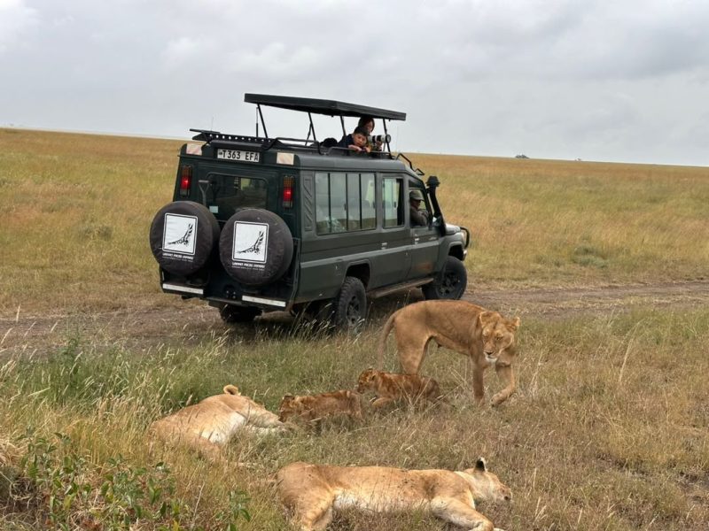 Lion pride resting in the grass beside a safari vehicle