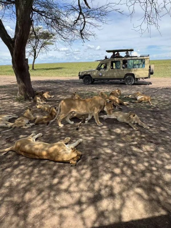 Lion pride resting in tree shade with a safari vehicle behind