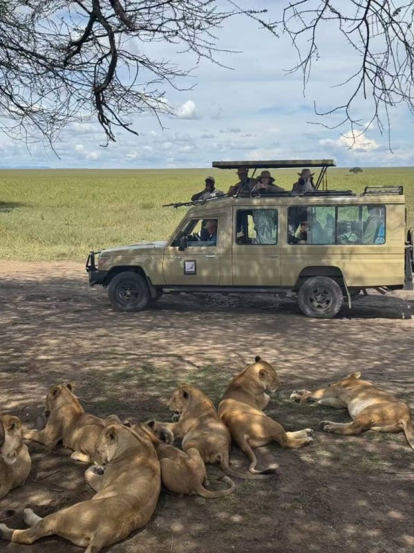 Lion pride resting under a tree beside a safari vehicle