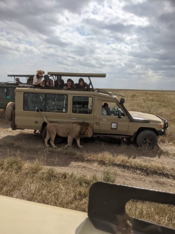 Lion walking alongside a safari vehicle full of guests