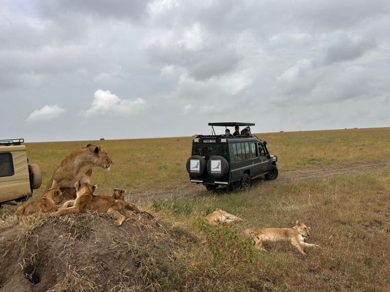 Lioness and cubs on a grassy mound with a safari vehicle behind