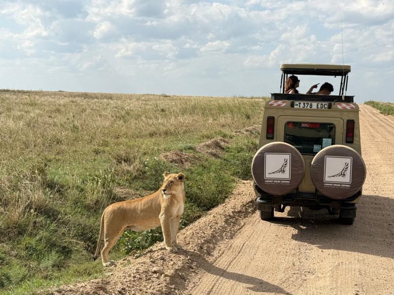 Lioness standing beside a branded safari vehicle on a track