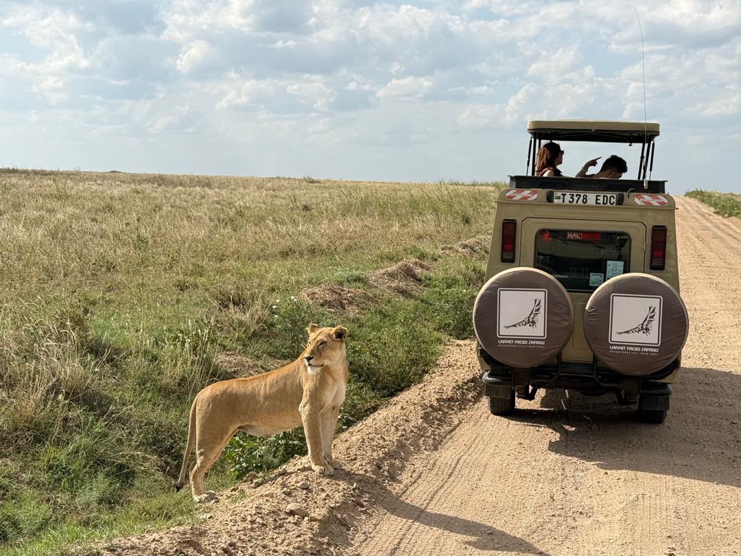 Lioness standing beside a branded safari vehicle on a track