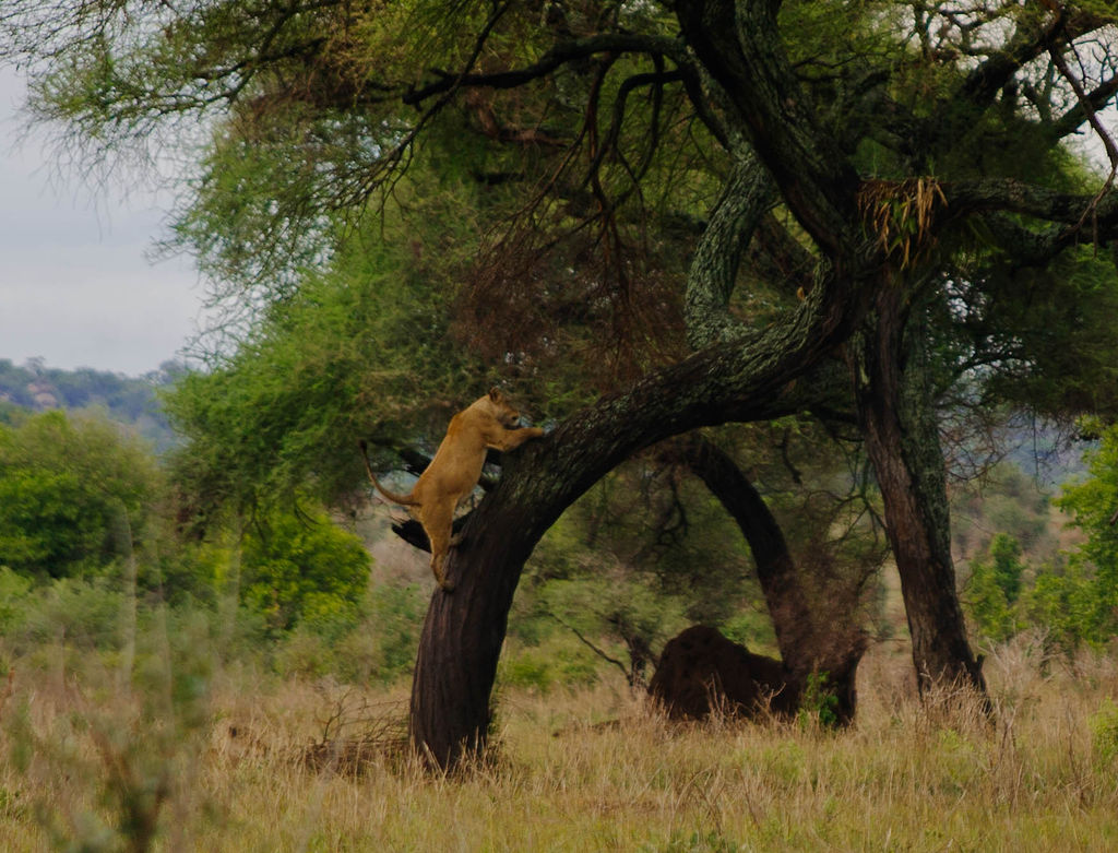 Lioness climbing into the fork of a tree