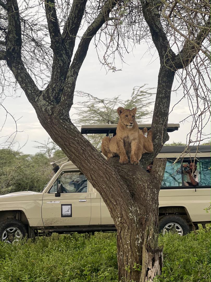 Lioness lying along a tree branch above a safari vehicle
