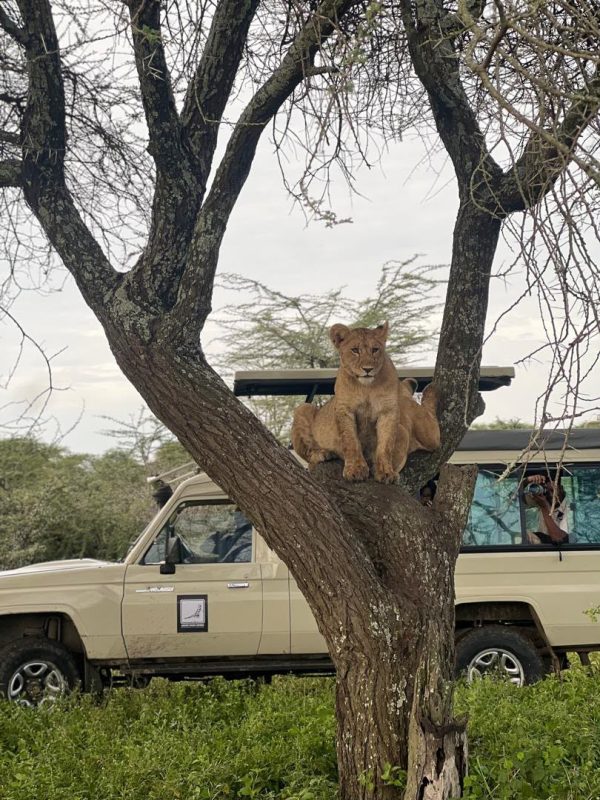 Lioness resting in the fork of a tree beside a safari vehicle