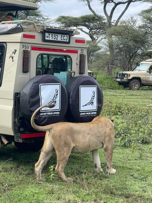 Lioness walking close past the branded spare wheels of a safari vehicle