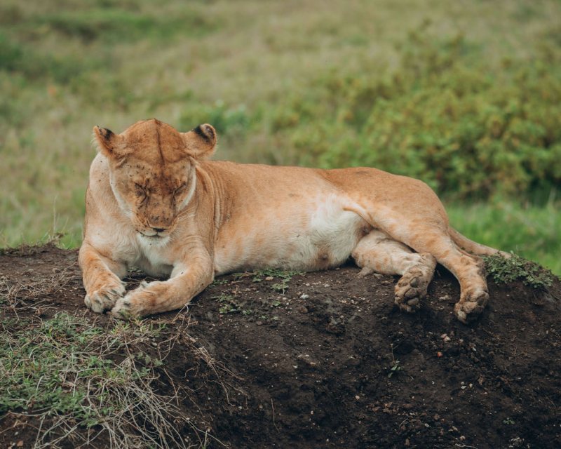 Lioness resting on a raised earth mound