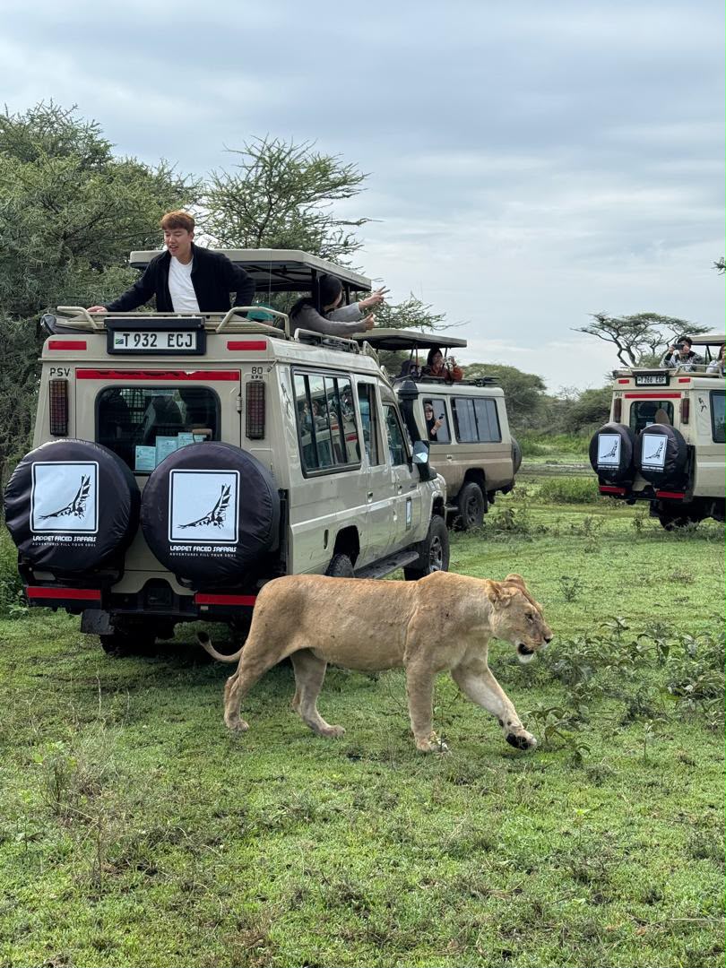 Lioness walking past a line of safari vehicles