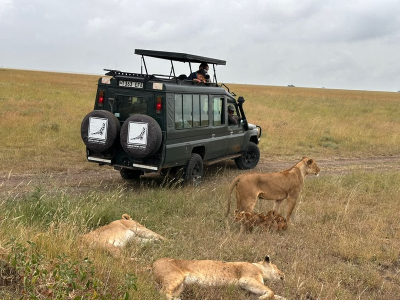 Lionesses and cubs in the grass beside a safari vehicle