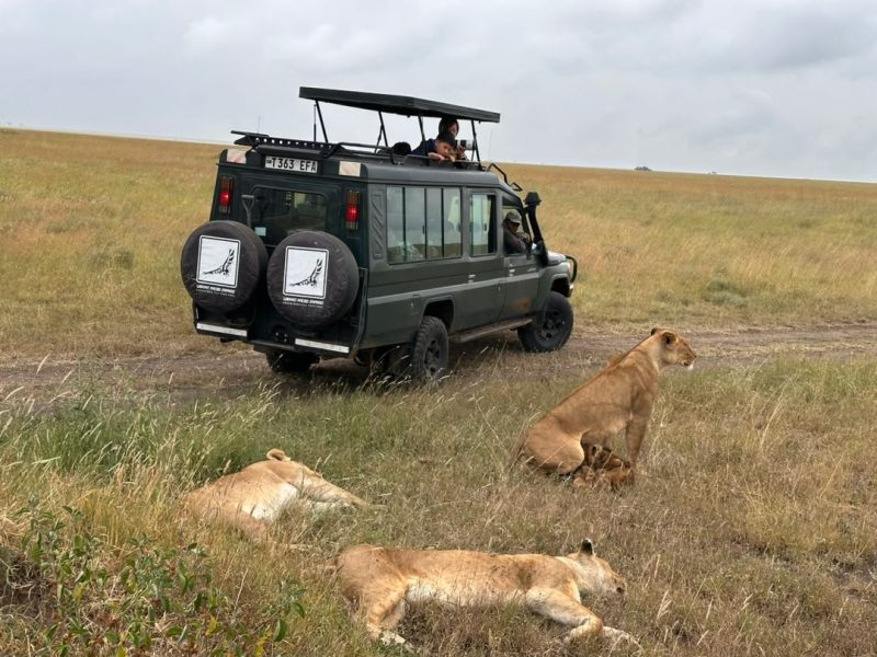 Lionesses lying in the grass beside a Lappet Faced Safaris vehicle