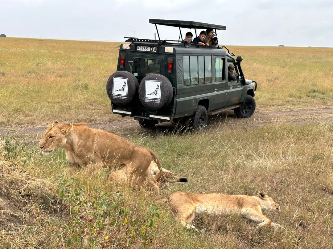Lionesses resting in the grass beside a branded safari vehicle