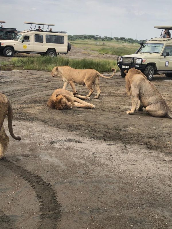 Lions resting on a track between two safari vehicles