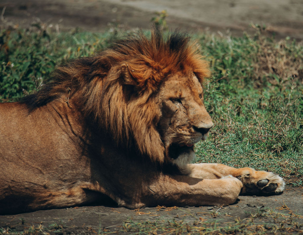 Male lion resting in profile in the grass
