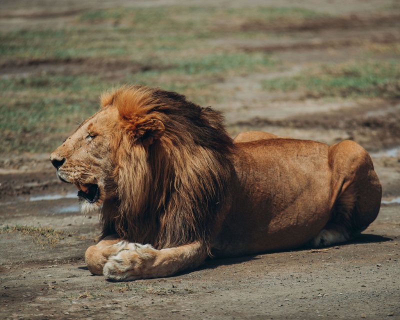 Male lion lying beside a shallow rain pool