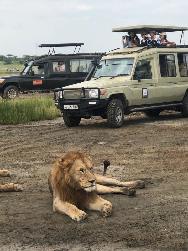 Male lion lying in the open with safari vehicles behind
