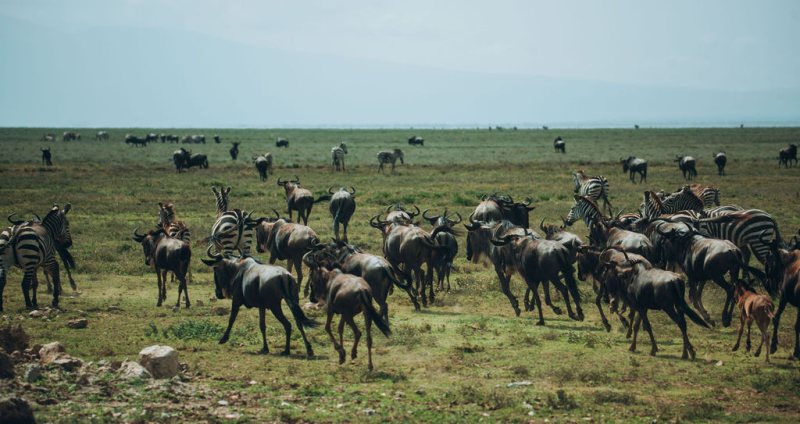 Migration herds spread across a wide open plain