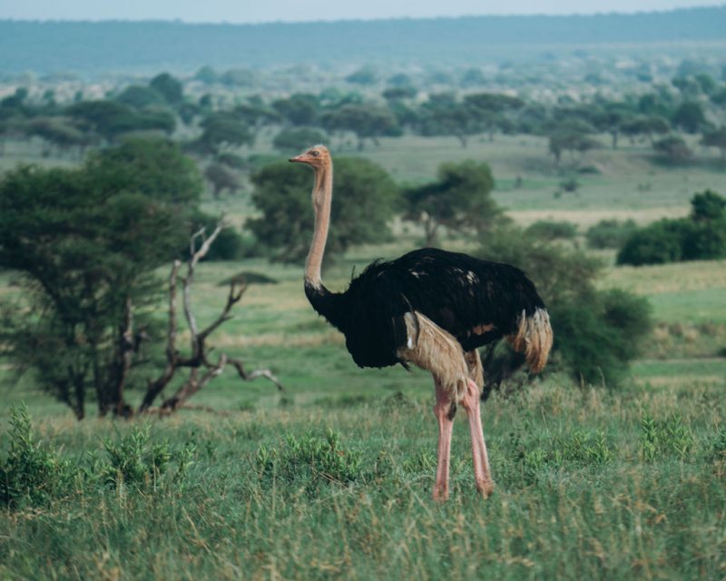 Ostrich standing in open grassland