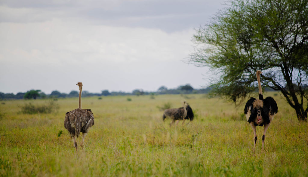 Ostriches displaying on open grassland