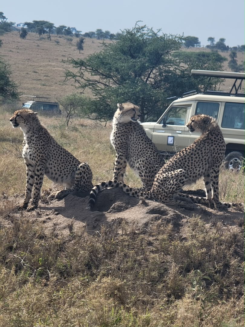 Three cheetahs sitting together on a raised mound