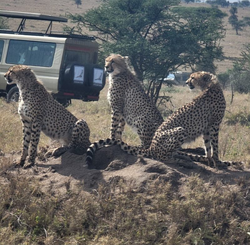 Three cheetahs on a termite mound with safari vehicles behind