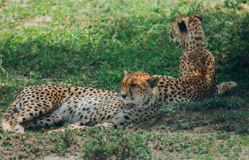 Two cheetahs resting together in green grass