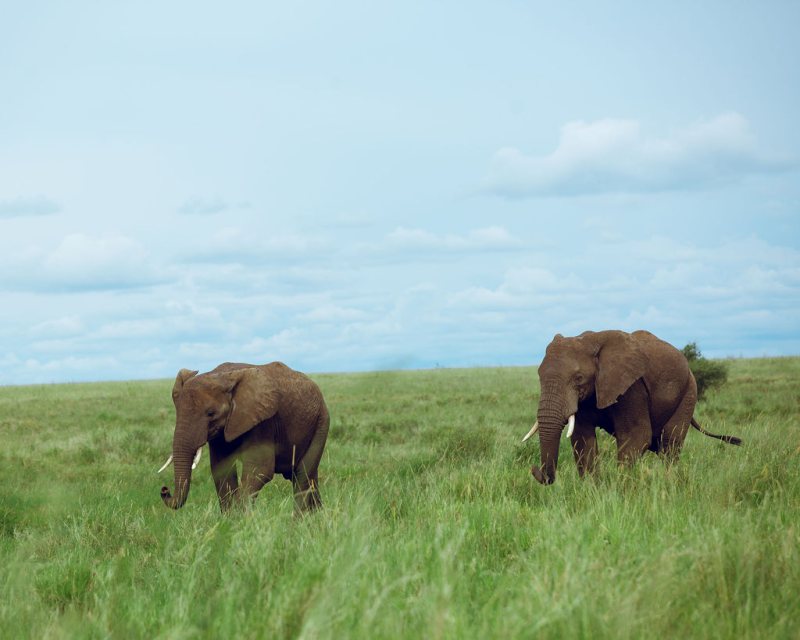 Two elephants feeding in long green grass