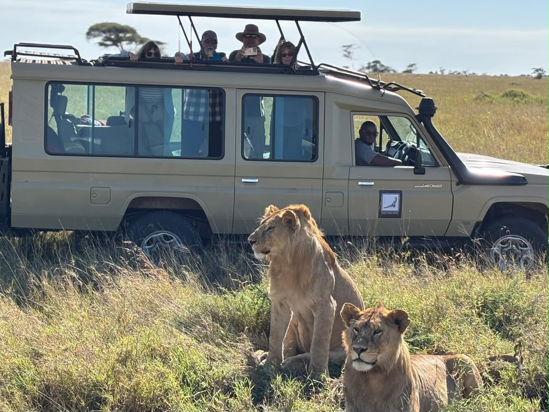Two lions sitting in the grass beside a cream safari vehicle