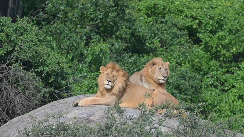 Two male lions resting on a rocky kopje above the bush