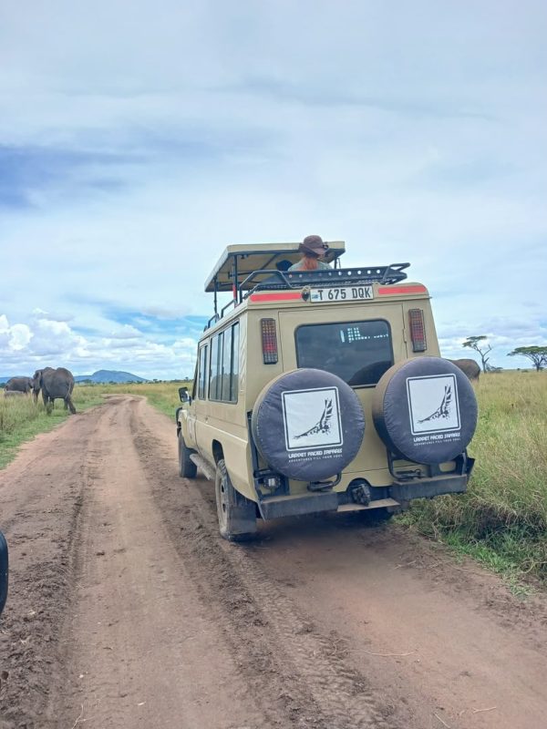 Safari vehicle on a track with an elephant ahead in the grass
