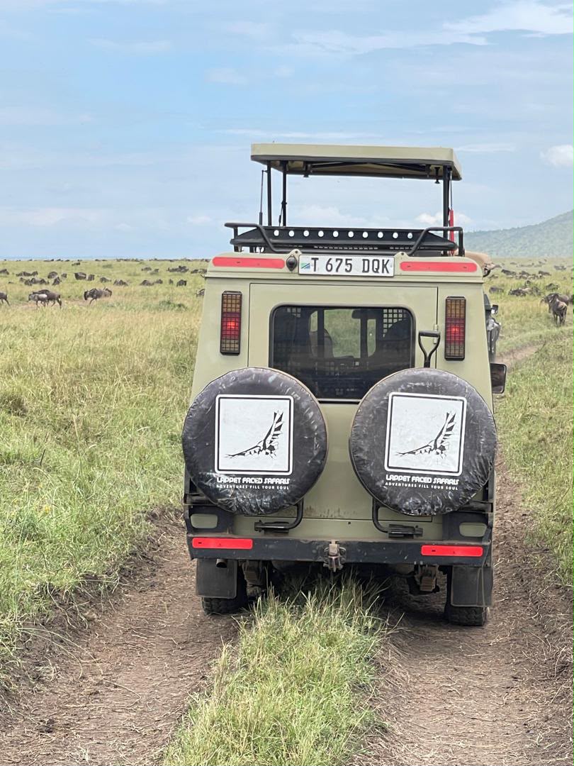 Safari vehicle on a track with a wildebeest herd beyond