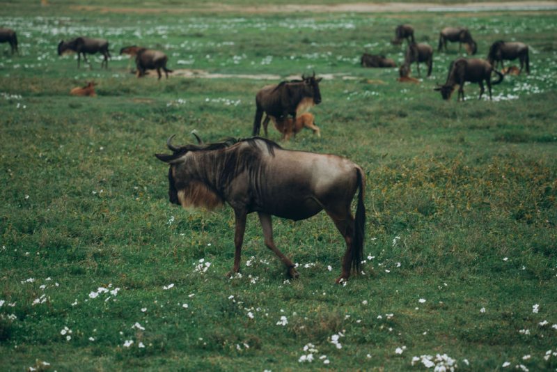 Wildebeest grazing on plains scattered with white wildflowers