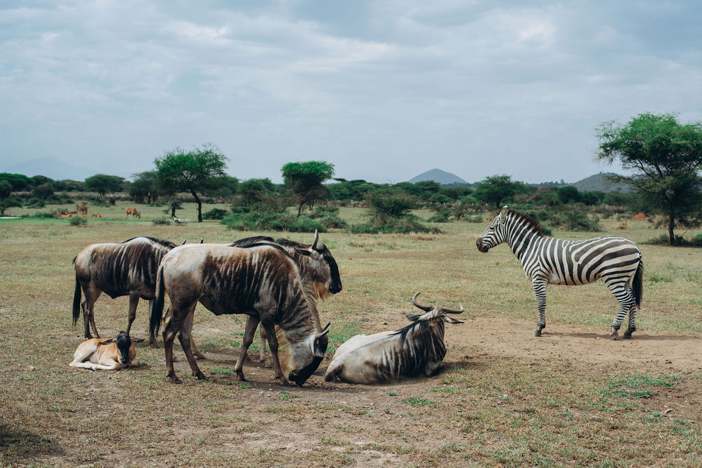 Wildebeest and a zebra grazing together on open plains