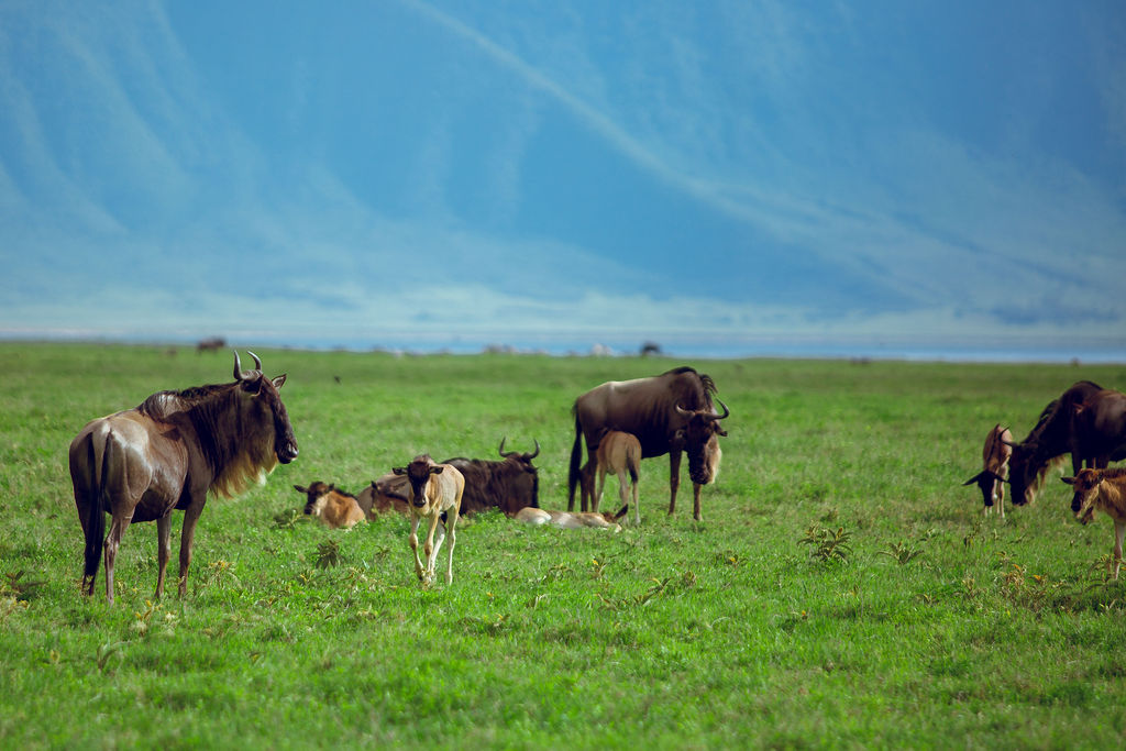 Wildebeest grazing on the lush grass of the crater floor