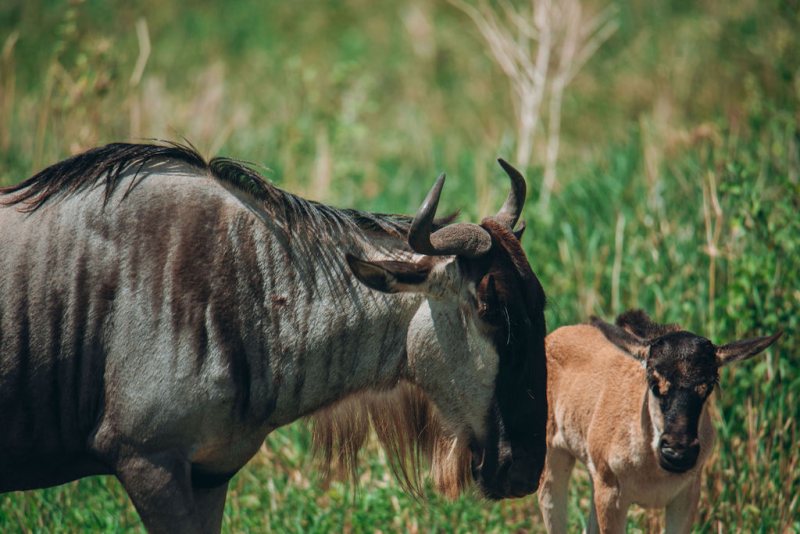 Wildebeest standing over its newborn calf